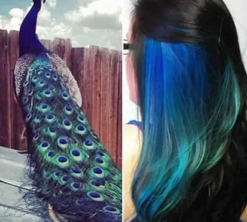 peacock peekaboo highlights